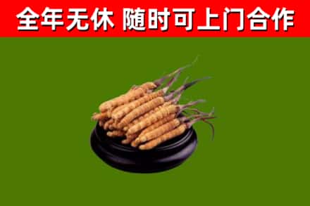渭南市回收散虫草
