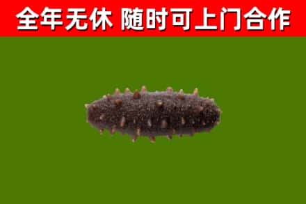 渭南市回收海参干